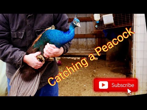 Catching a Peacock (Like a Tiger!)