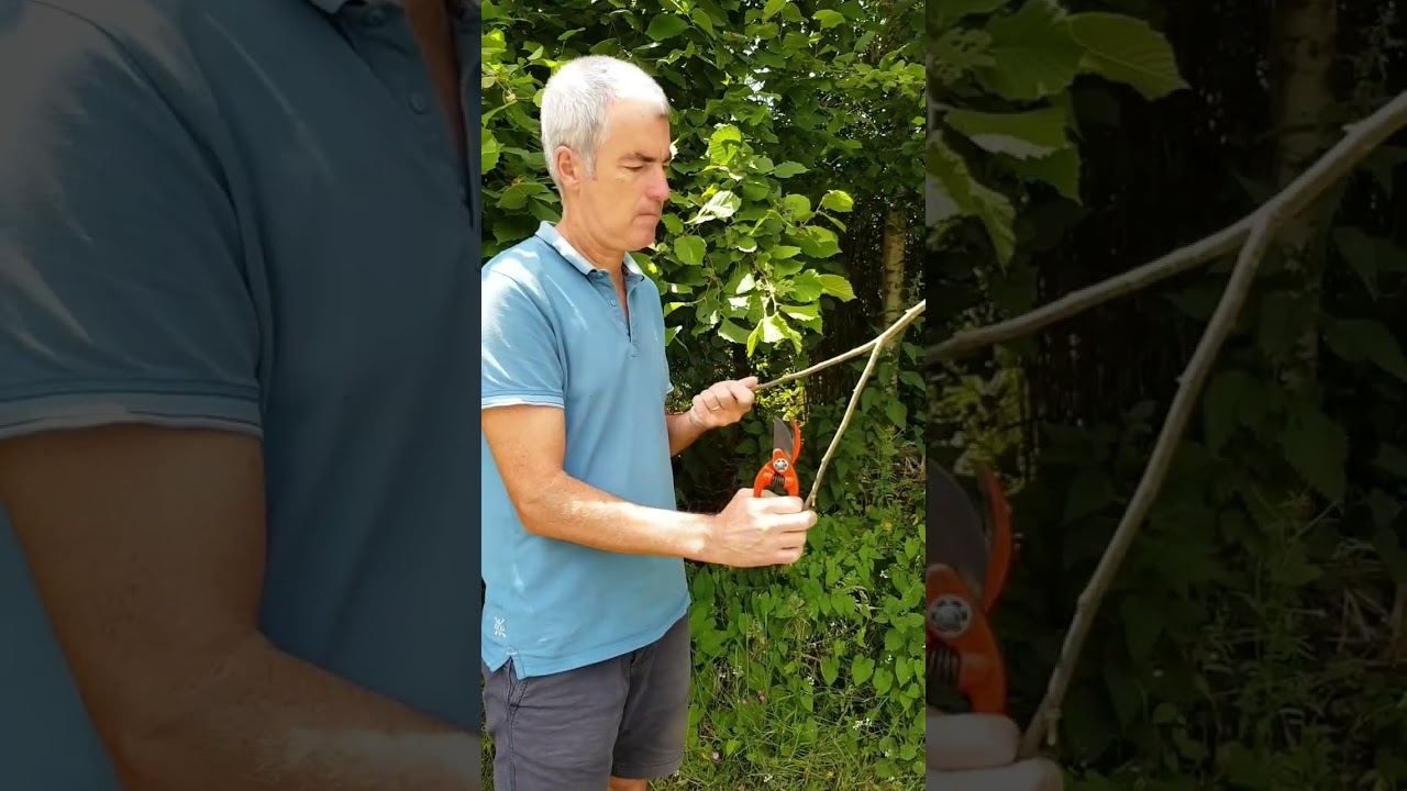 Fabrication baguette de sourcier en noisetier.