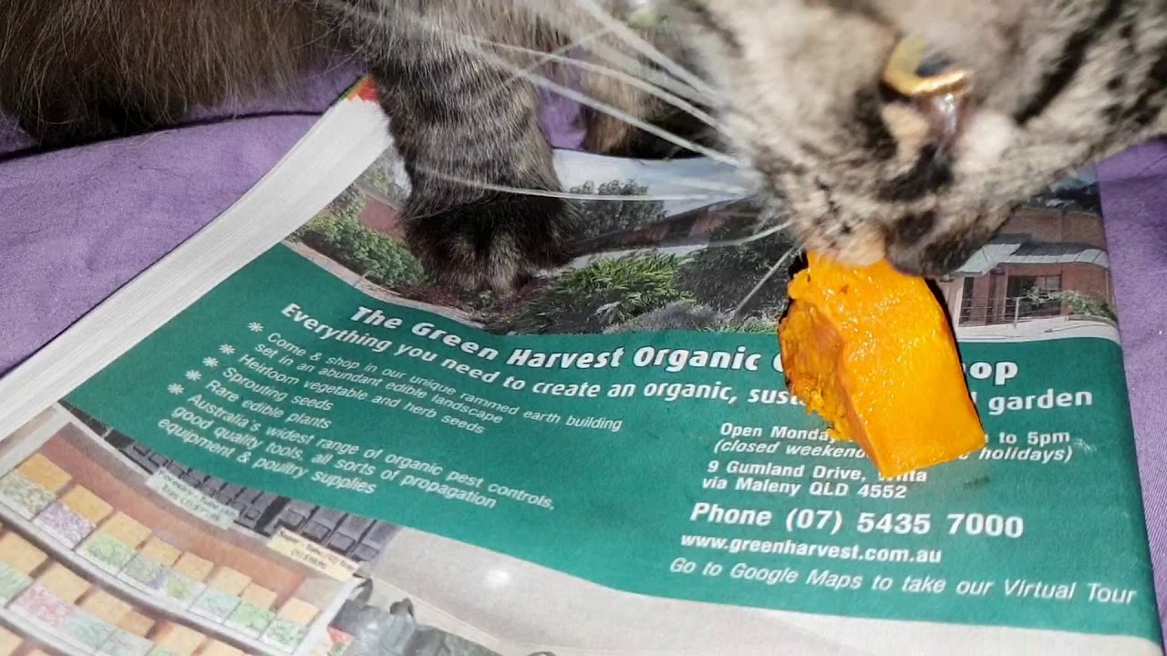 camera iphone 8 plus apk Cats eat weird stuff. Introducing Misty Softfoot