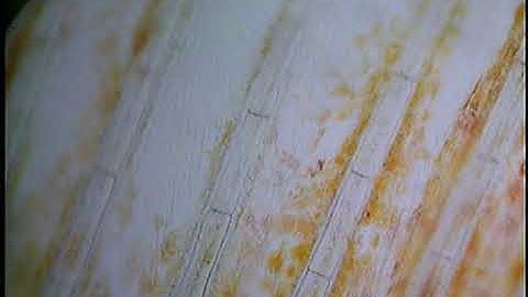 Examination of the capillary flow in a fish tail fin (video 1)