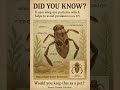 #MountainWaterBoatman #WaterBoatman #InsectFacts #NatureInfographic #BugWorld #Wildlife #AquaticIns