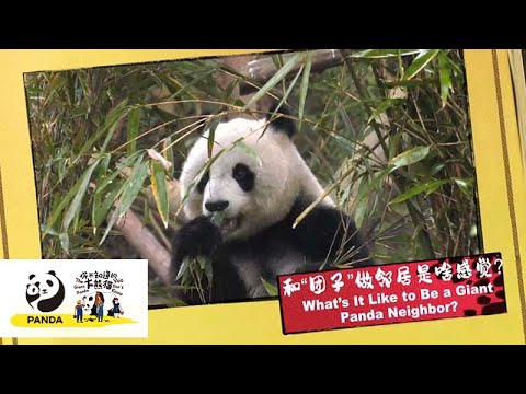 《你不知道的大熊貓》和“團子”做鄰居是啥感覺？ | iPanda熊貓頻道