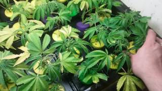 Indoor homemade marijuana cloning box day 11