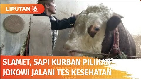 Slamet, Sapi Kurban Jenis Simmental Pilihan Presiden Jokowi Ini Jalani Tes Kesehatan | l Liputan 6