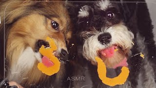 ASMR Dog eating sounds Peanut Butter, Coconut Oil 🥥 Oddly Satisfying Tingly no talking