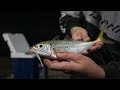 Micro softbaiting pour jack mackerel aji catch  cook ajing en nouvellezlande