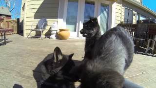 American Tundra Shepherd, 9 1/2 weeks old. Puppies teething.