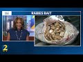 Vaccines falling from the sky: The effort to control the spread of rabies in Georgia