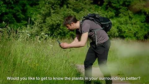 The Flora Incognita App -  automated plant species identification (with subtitle)