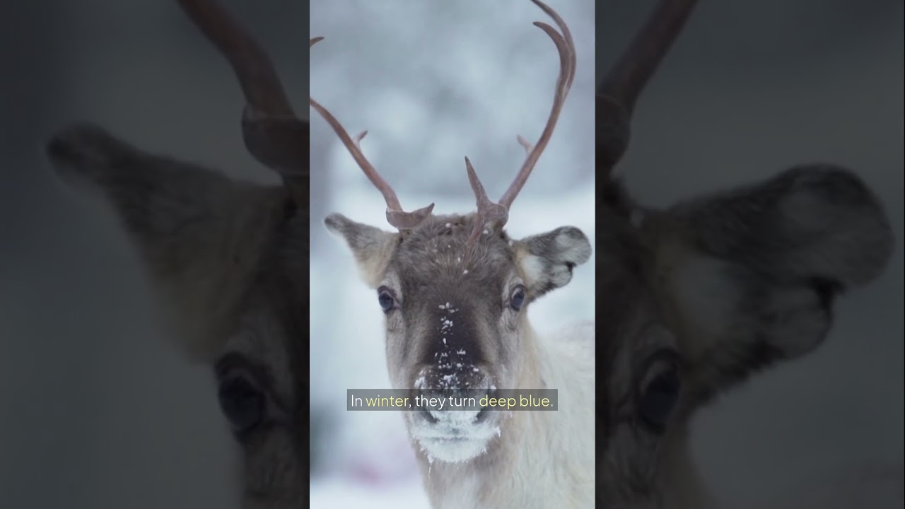 Did You Know Reindeers can do this... 🦌❄️ 