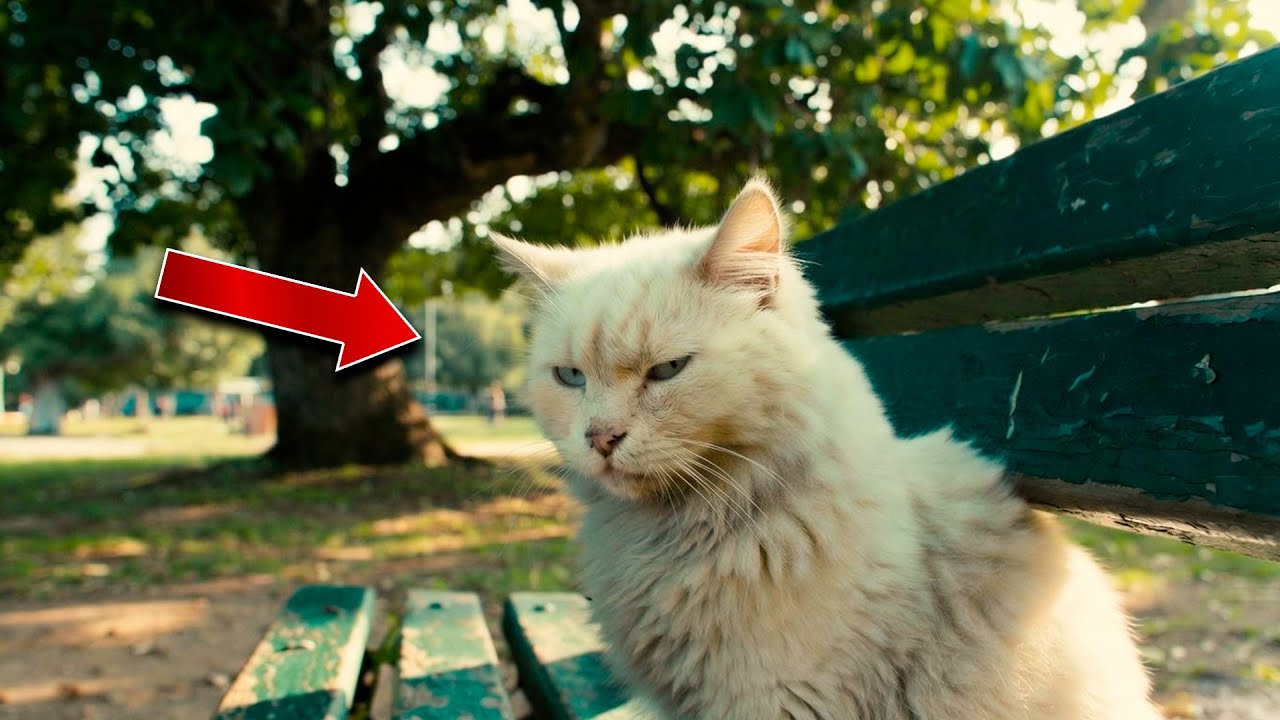 The Cat Slept Under the Same Park Bench for Years — Until Someone Sat There.