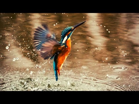 Nature whatsapp status HD - Beautiful birds video whatsapp status - Cute birds whatsapp status video