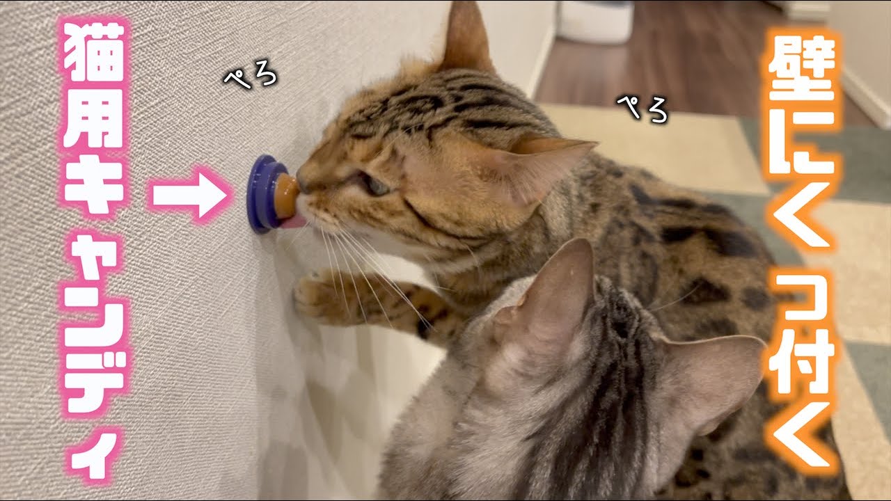 壁に貼り付けるだけでOKな画期的な猫用オヤツがあるの知ってた