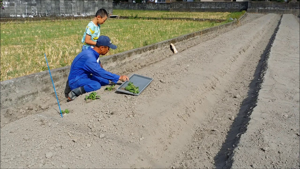 菜の花　苗植え
