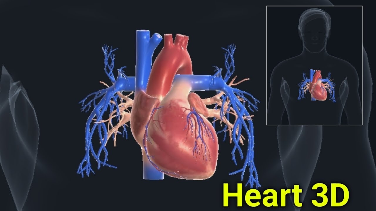 structure of heart 3d animation in hindi || heart function 3d animation ...