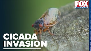 Cicadas Continue to Bug Residents Throughout Their "Invasion"