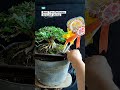 Enjoy Every Process, Saeng Simbur‼️#asmr #bonsai #bonsaitree #garden #gardening #plants