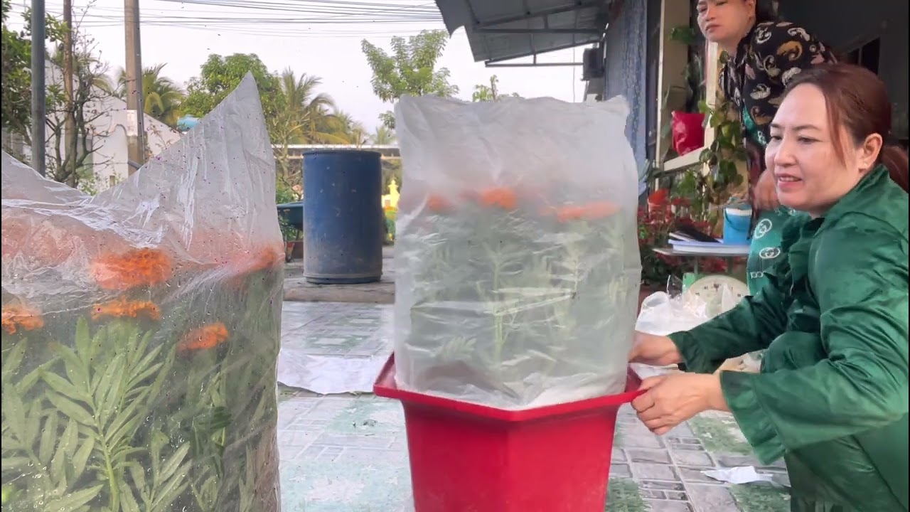 XONG MỘT VỤ HOA TÉT |||Vân Miền Tây - @VanMienTay79.