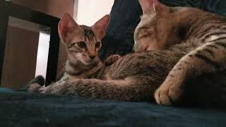Hyperactive Kumbha// cat by (K)CAT(D) 101 views 2 months ago 52 seconds