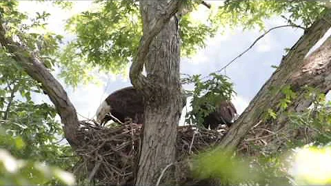 Nancy Eagles 56