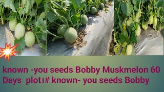 known -you seeds Bobby Muskmelon 60 Days complete # known-You seeds Bobby।