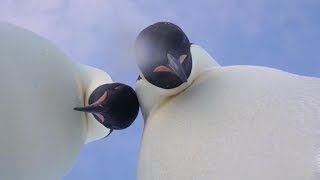 Curious Emperor penguins take selfie video in Antarctica