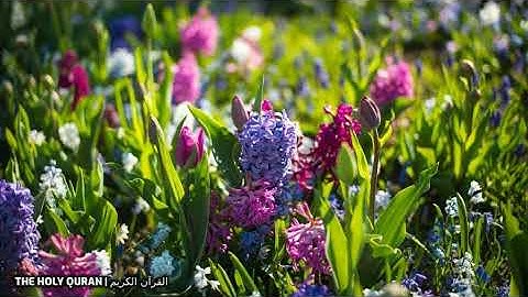 #سورة_لقمان  بصوت القارئ اسامة صبحي حسين #تلاوة #القرآن_الكريم #قرآن #القرآن #قران