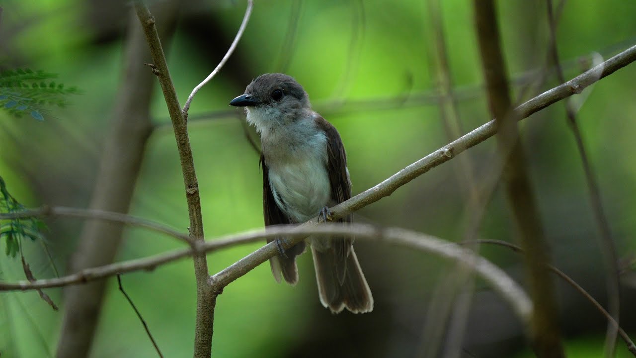 Mangrove Whistler Juvenile's call