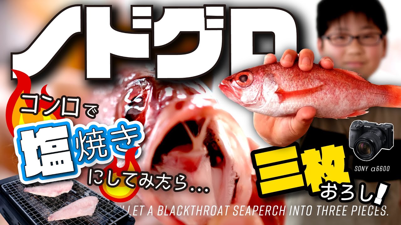 喉の中！！すごっ！ノドクロの３枚おろし！？Rosy seabass　Blackthroat seaperch