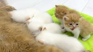 The kittens are all grown up now, but can't give up their mom cat's milk
