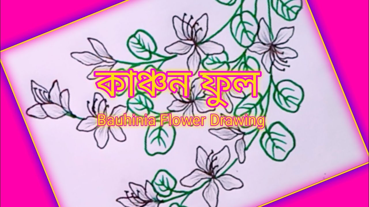 কাঞ্চন ফুল ড্রইং Hand Paint Flower Drawing Tutorial For Beginner