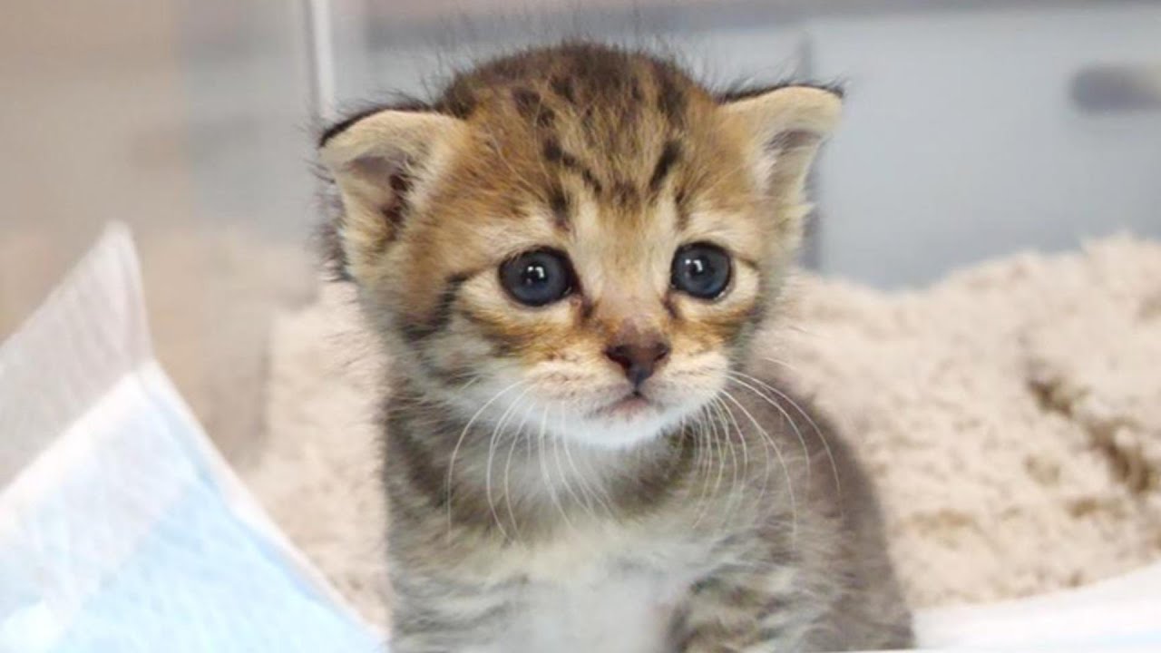 A kitten shows off a splendid jump [baby cat, rescued cat] - YouTube