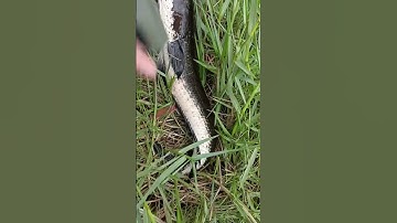 Câu cá lóc bằng mồi giả shop đồ câu đại ngáo #shorts