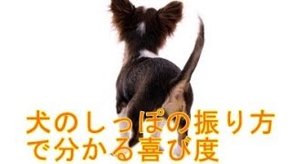 犬のしっぽの振り方で分かる喜び度 犬の健康 Youtube