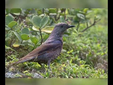 Monticule Merle Bleu Blue Rock Thrush Monticola Solitarius