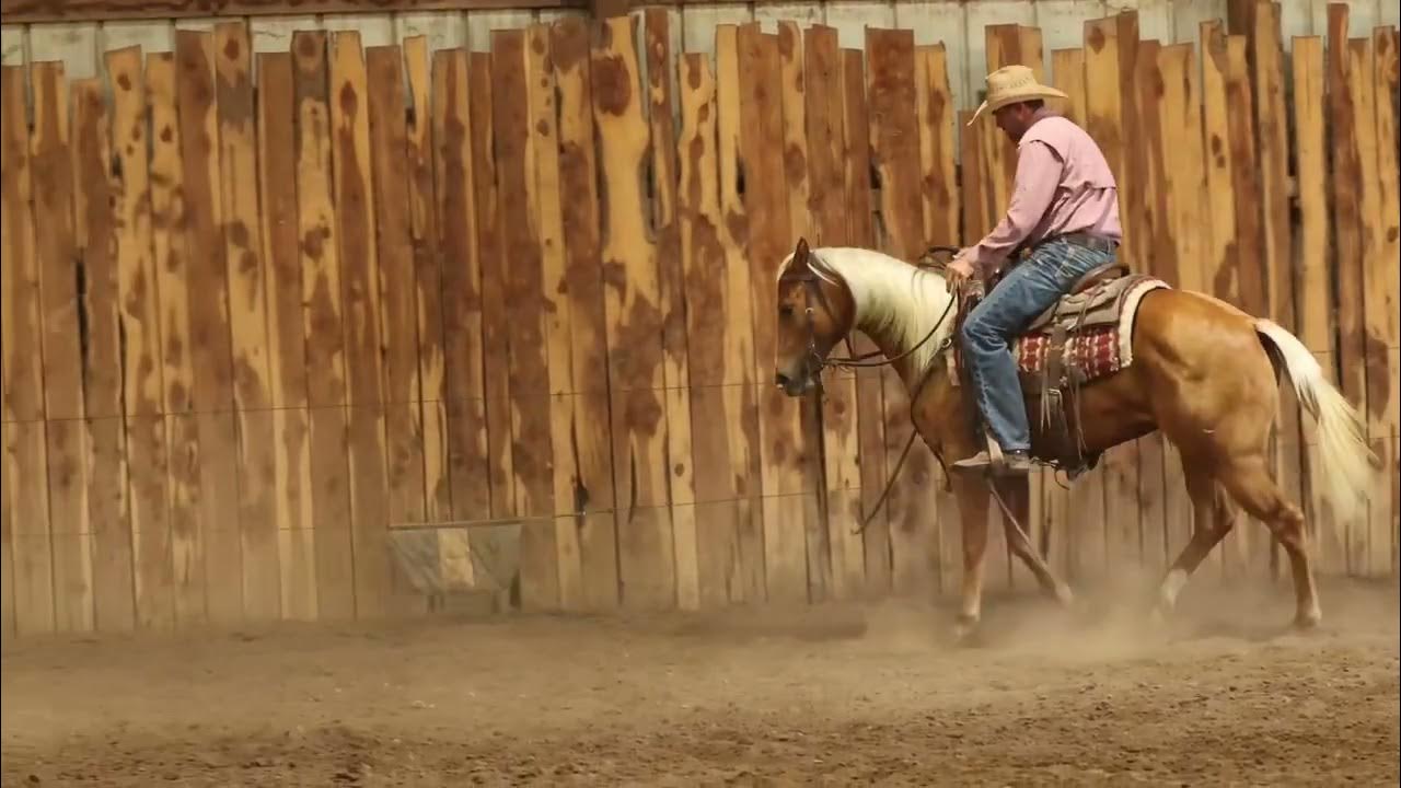Lot 5 — ONE TIME COUGAR (Cudd Quarter Horses Production Sale) YouTube
