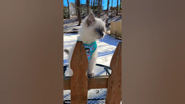 Video 9741721: cats kitten catlover pets, kitten pet catlover animals, kitten catlover pets cute, cats love catlovers kitten, cat kitten cute sweet, cat kitten snow, cat outdoor