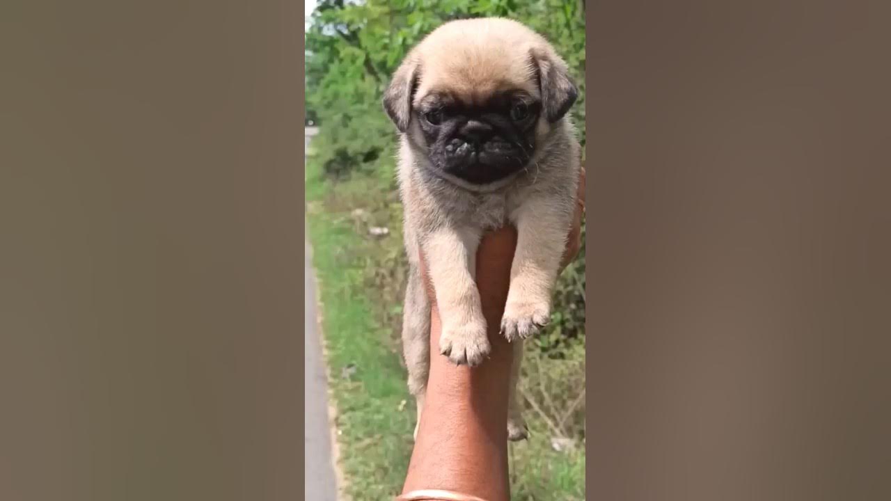 pug-puppy-with-kci-register-under-nose-puppy-top-quality-17k-price