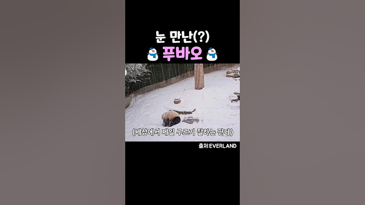 눈 만난 푸바오 그리고 송바오