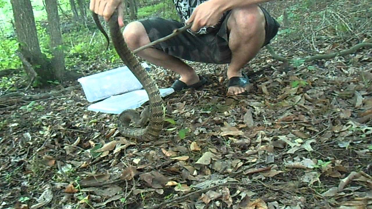 Diamondback Water Snake