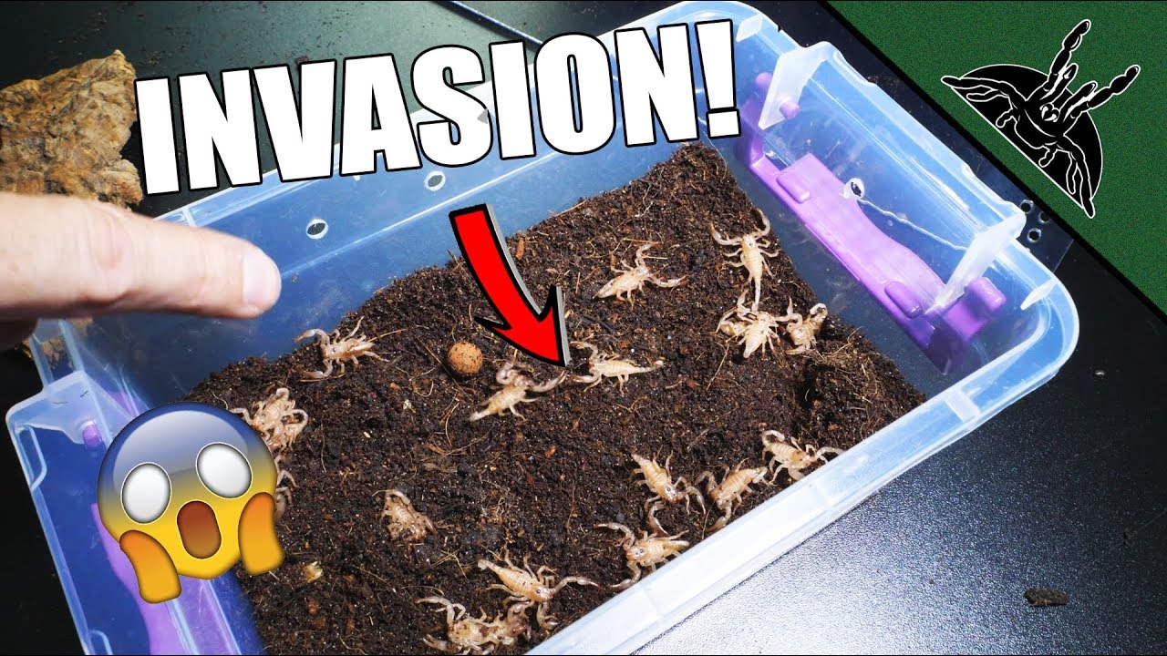 sheet bend Million SCORPION BABIES!