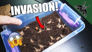 Million SCORPION BABIES!