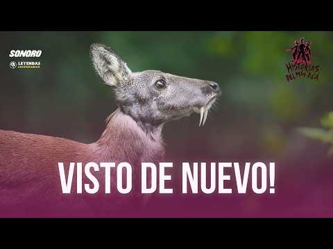 El regreso del ciervo vampiro - Historias del Más Acá 291