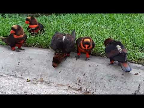 Dusky Lory (Pseudeos fuscata)