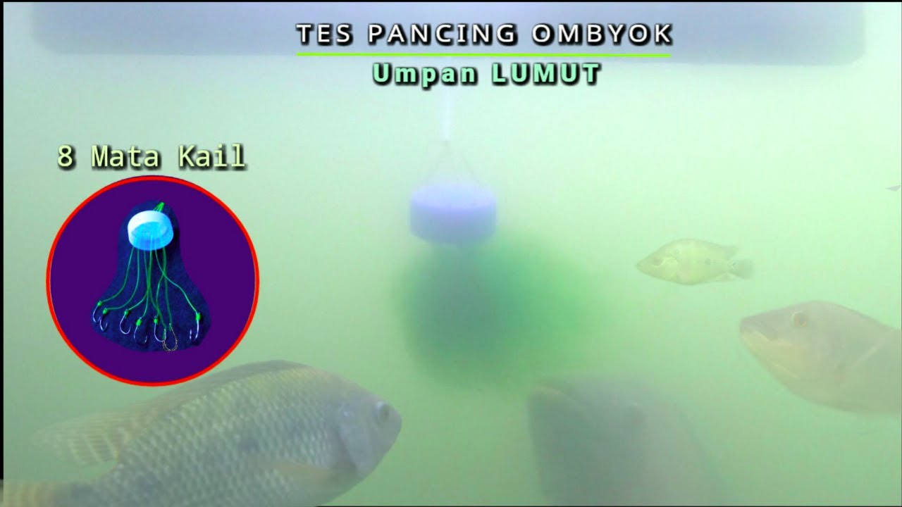 TES PANCING OMBYOK 8 KAIL UMPAN LUMUT