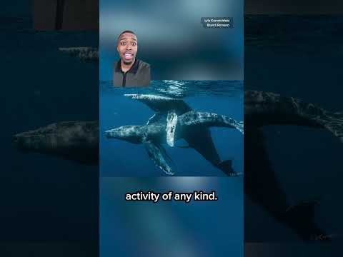 Two Male Humpback Whales Caught On Camera Having Sex 