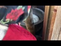 餅つき 仕上げ タイムラプス