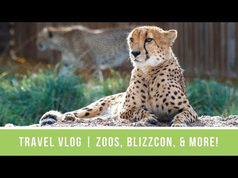 Travel Vlog - Fall 2017 | Denver Zoo, Museum of Nature & Science, St. Louis Zoo, and Blizzcon ...