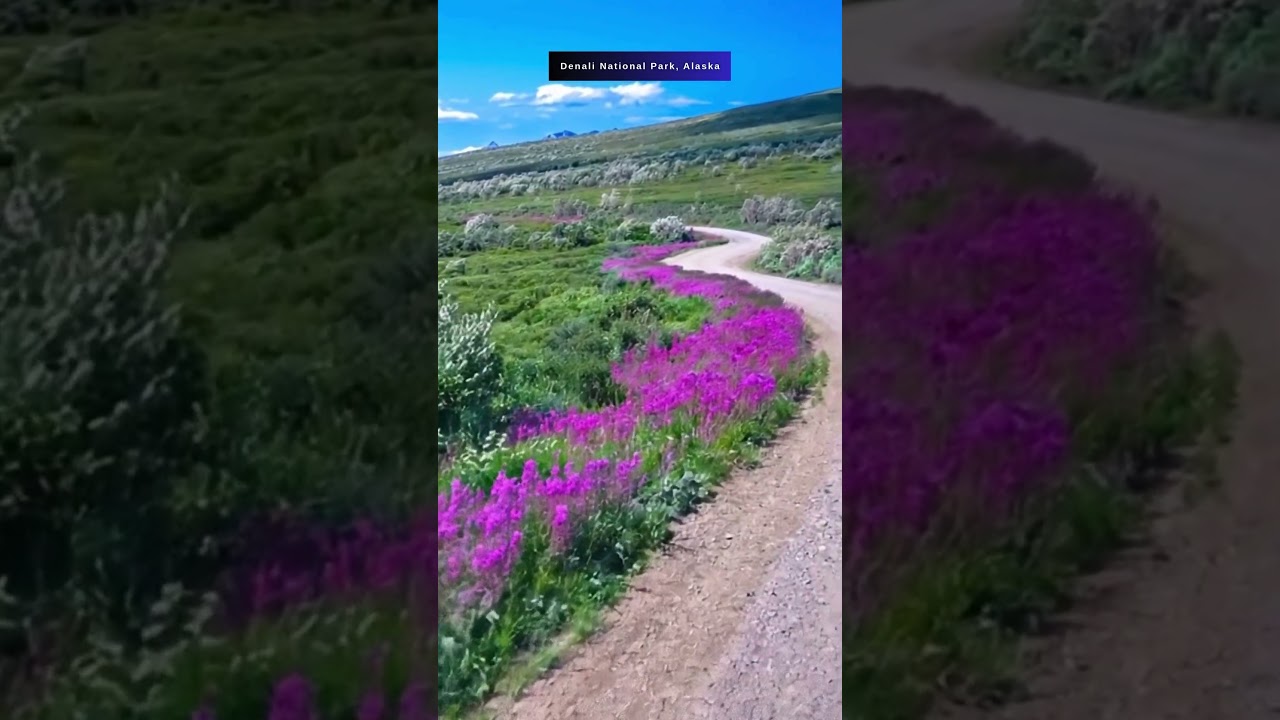 Denali National Park, Alaska 