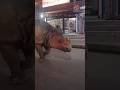 Rhino in sauraha street of nepal